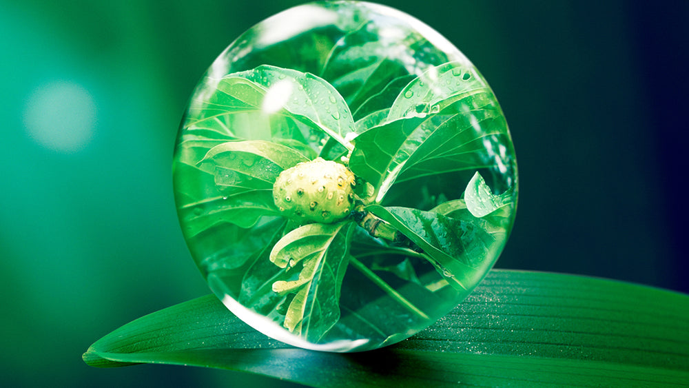 Alpinia Speciosa Leaf Extract