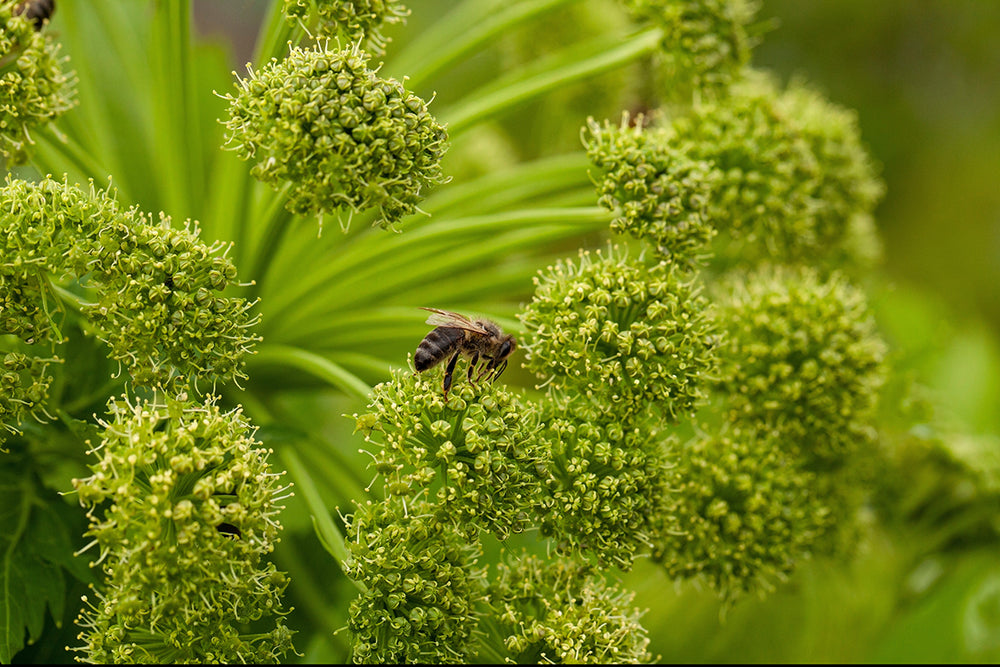 Angelica Extract