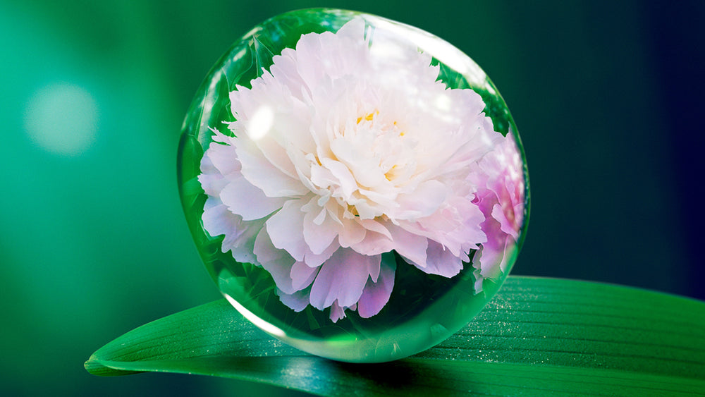 Peony Extract